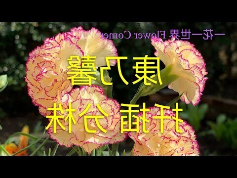 康乃馨 扦插